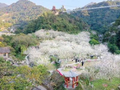 新興天露山賞梅花、梅溪小鎮(zhèn)、國(guó)恩寺純玩汽車1天